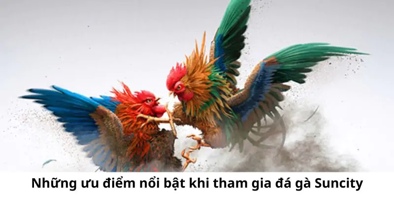 hinh-anh-san-choi-da-ga-suncity-noi-hoi-tu-nhung-tran-cuoc-dinh-cao-40-1