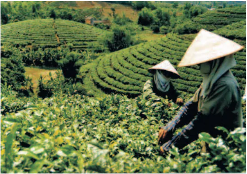 hinh-anh-bai-4-trung-du-bac-bo-696-0
