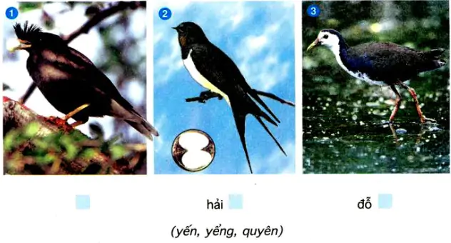 hinh-anh-chinh-ta-nghe-viet-ki-dieu-rung-xanh-551-0