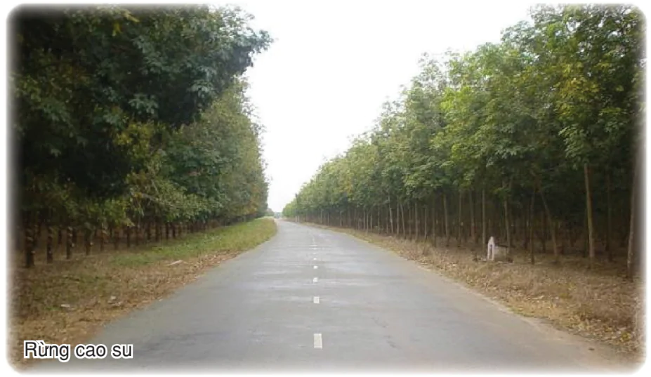 hinh-anh-bai-52-thuc-hanh-so-sanh-ve-cay-cong-nghiep-lau-nam-va-chan-nuoi-gia-suc-lon-giua-tay-nguyen-voi-trung-du-va-mien-nui-bac-bo-2951-0