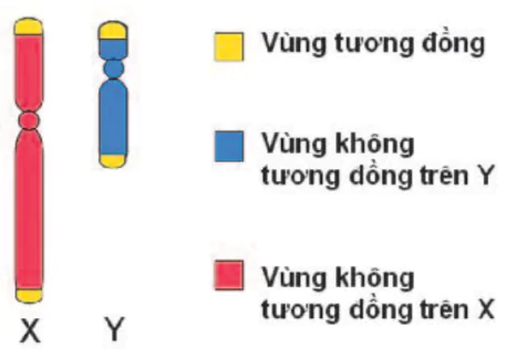 hinh-anh-bai-15-di-truyen-lien-ket-voi-gioi-tinh-3163-0