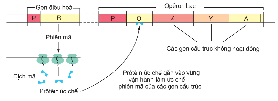 hinh-anh-bai-3-dieu-hoa-hoat-dong-gen-3117-1