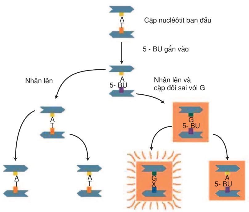hinh-anh-bai-4-dot-bien-gen-3152-1