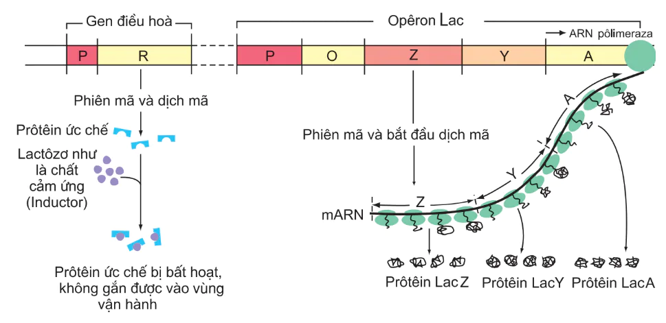 hinh-anh-bai-3-dieu-hoa-hoat-dong-gen-3117-2