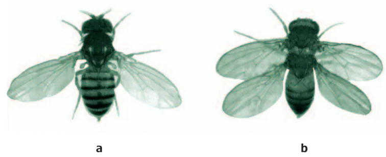 hinh-anh-bai-31-tien-hoa-lon-3145-1