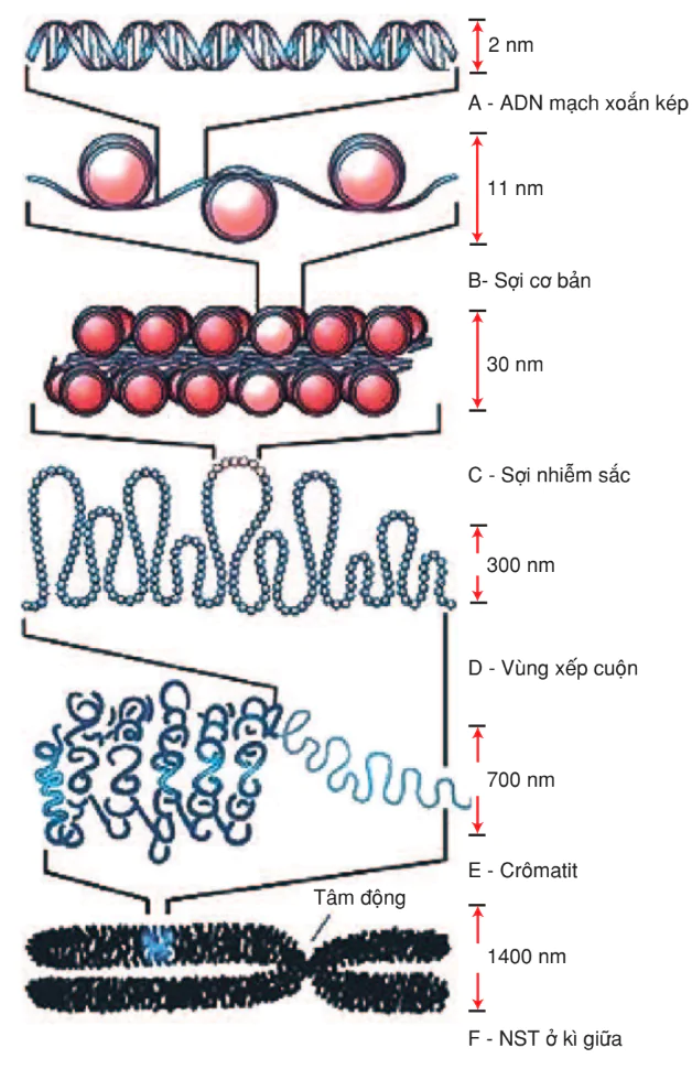 hinh-anh-bai-5-nhiem-sac-the-3153-0