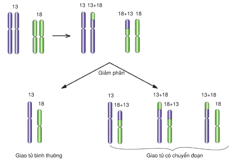 hinh-anh-bai-6-dot-bien-cau-truc-nhiem-sac-the-3154-0