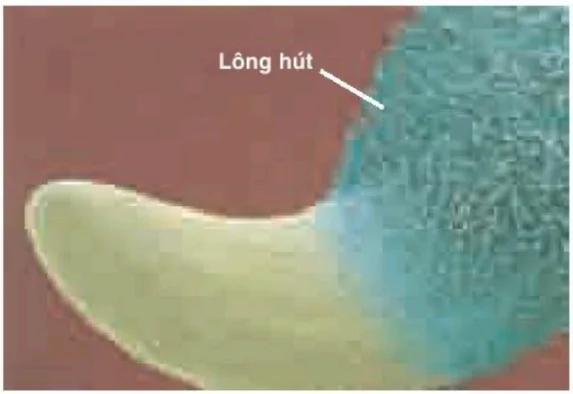 hinh-anh-bai-1-su-hap-thu-nuoc-va-muoi-khoang-o-re-3375-1