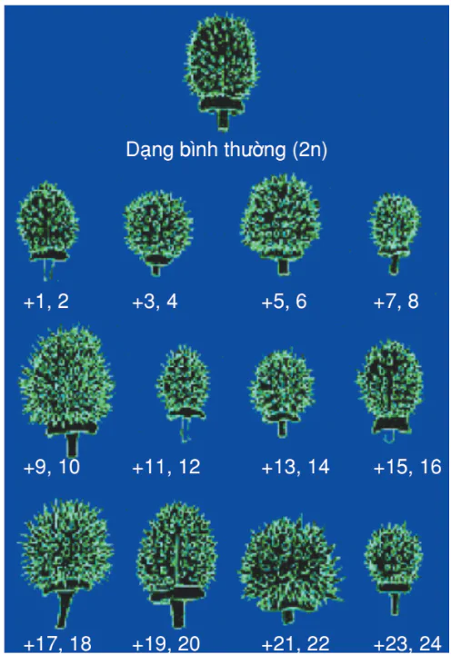 hinh-anh-bai-7-dot-bien-so-luong-nhiem-sac-the-3155-0