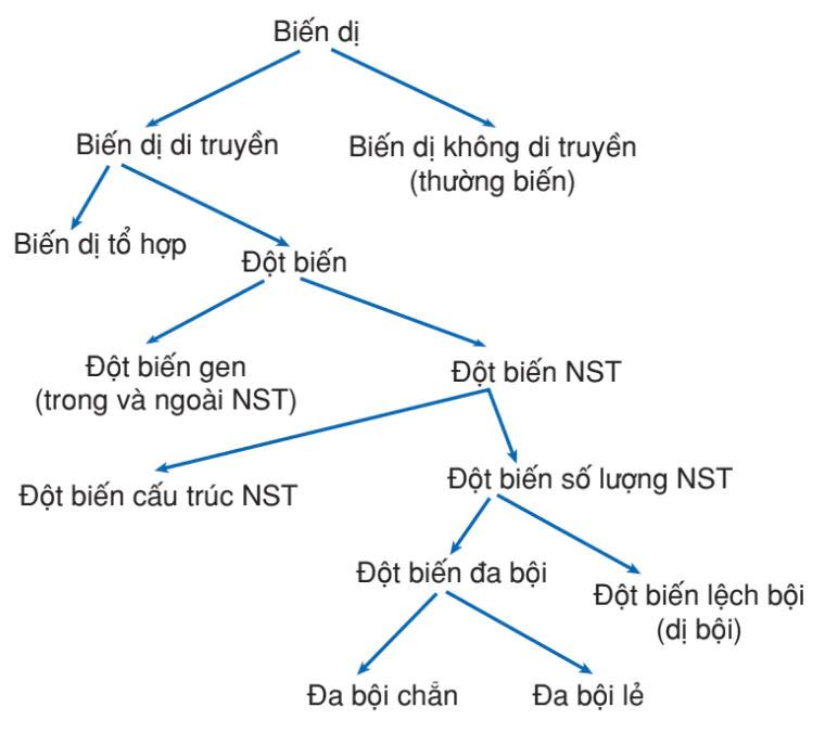 hinh-anh-bai-31-on-tap-phan-nam-di-truyen-hoc-3179-1