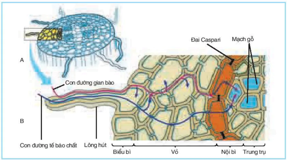hinh-anh-bai-1-su-hap-thu-nuoc-va-muoi-khoang-o-re-3375-2
