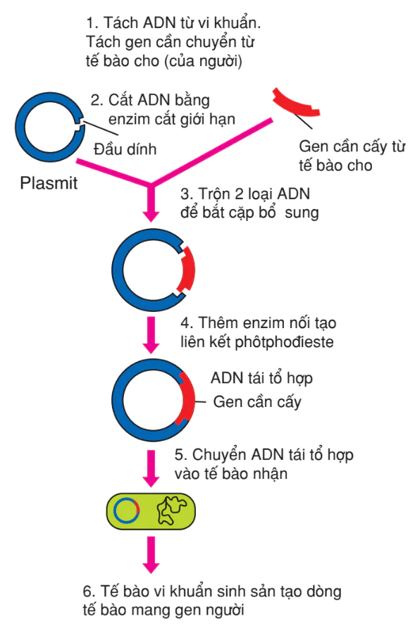hinh-anh-bai-25-tao-giong-bang-cong-nghe-gen-3173-0