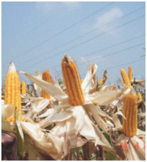 hinh-anh-bai-26-tao-giong-bang-cong-nghe-gen-tiep-theo-3174-5