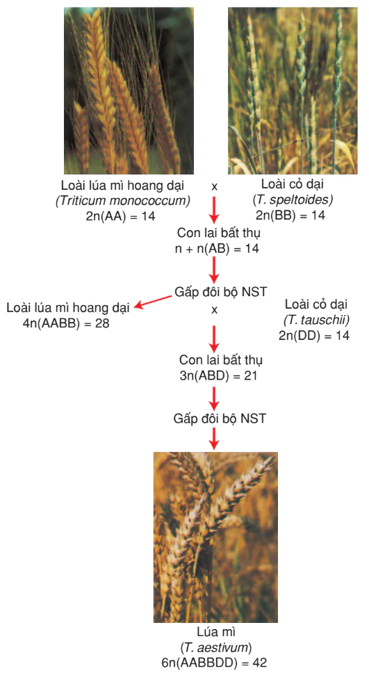 hinh-anh-bai-41-qua-trinh-hinh-thanh-loai-3189-2