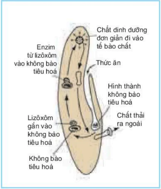 hinh-anh-bai-15-tieu-hoa-o-dong-vat-3417-0
