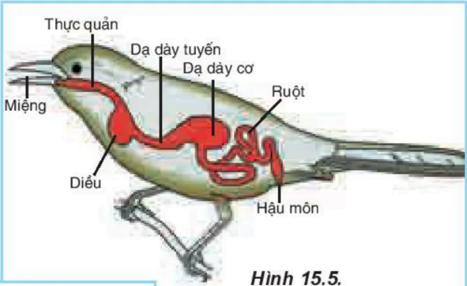 hinh-anh-bai-15-tieu-hoa-o-dong-vat-3417-4