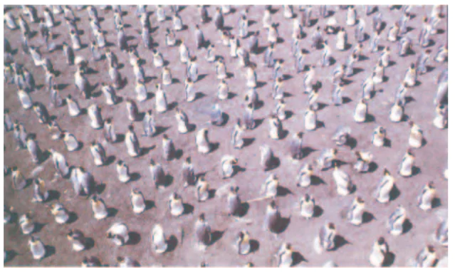 hinh-anh-bai-52-cac-dac-trung-co-ban-cua-quan-the-3200-1