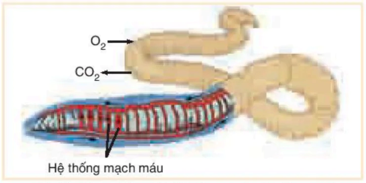 hinh-anh-bai-17-ho-hap-o-dong-vat-3424-0