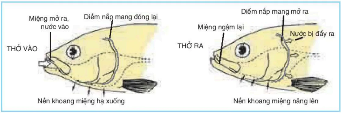 hinh-anh-bai-17-ho-hap-o-dong-vat-3424-3