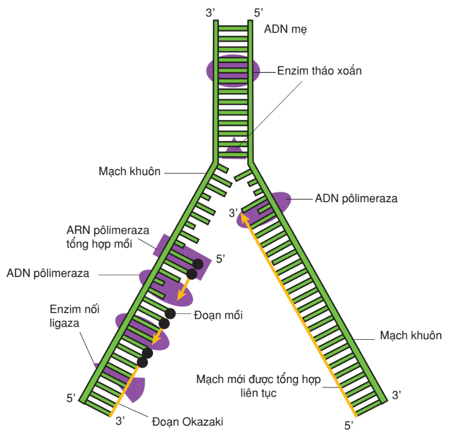 hinh-anh-bai-1-gen-ma-di-truyen-va-qua-trinh-nhan-doi-cua-adn-3149-1