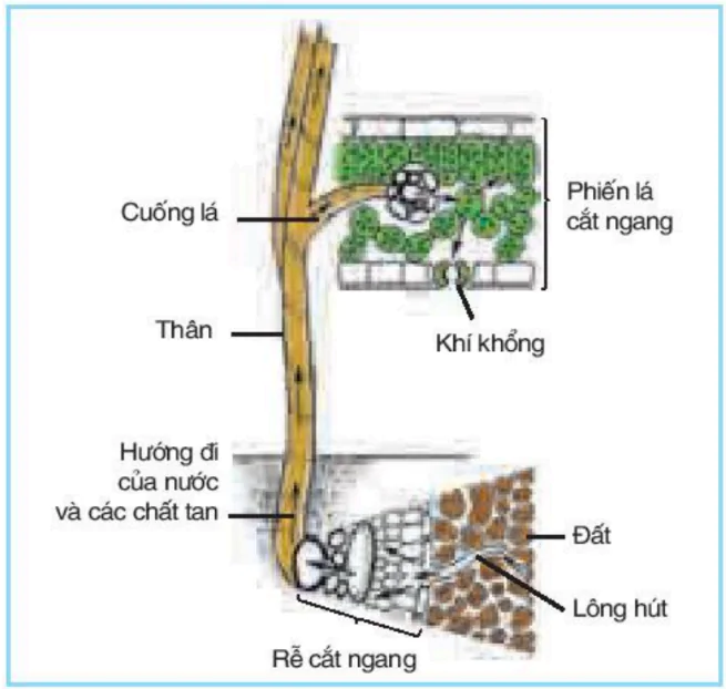 hinh-anh-bai-2-van-chuyen-cac-chat-trong-cay-3376-0