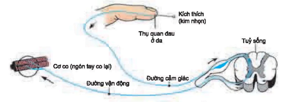hinh-anh-bai-27-cam-ung-o-dong-vat-tiep-theo-3447-1
