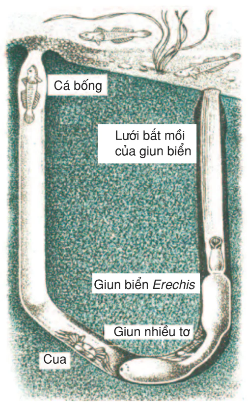 hinh-anh-bai-56-cac-moi-quan-he-giua-cac-loai-trong-quan-xa-3204-0
