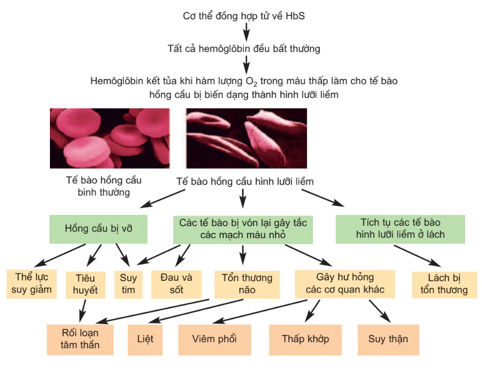 hinh-anh-bai-10-tuong-tac-gen-va-tac-dong-da-hieu-cua-gen-3124-1