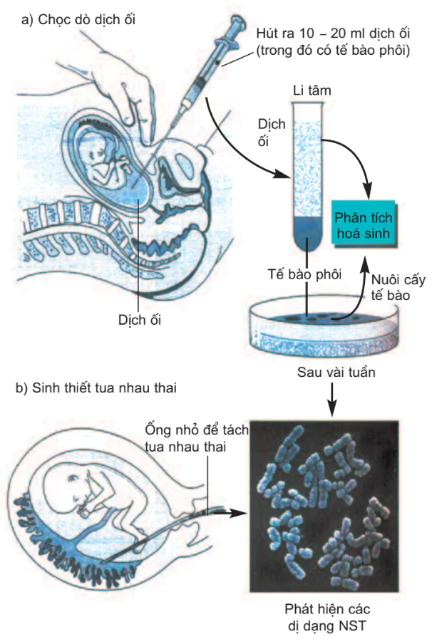 hinh-anh-bai-22-bao-ve-von-gen-cua-loai-nguoi-va-mot-so-van-de-xa-hoi-cua-di-truyen-hoc-3136-0