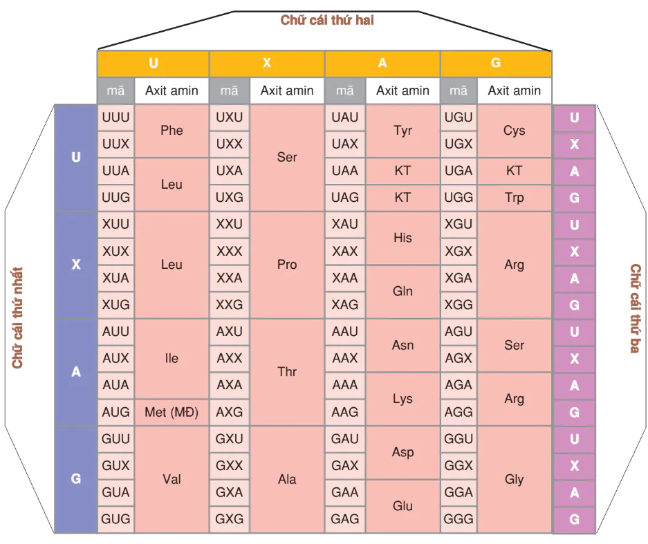 hinh-anh-bai-1-gen-ma-di-truyen-va-qua-trinh-nhan-doi-cua-adn-3149-2