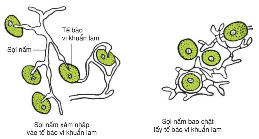 hinh-anh-bai-56-cac-moi-quan-he-giua-cac-loai-trong-quan-xa-3204-2