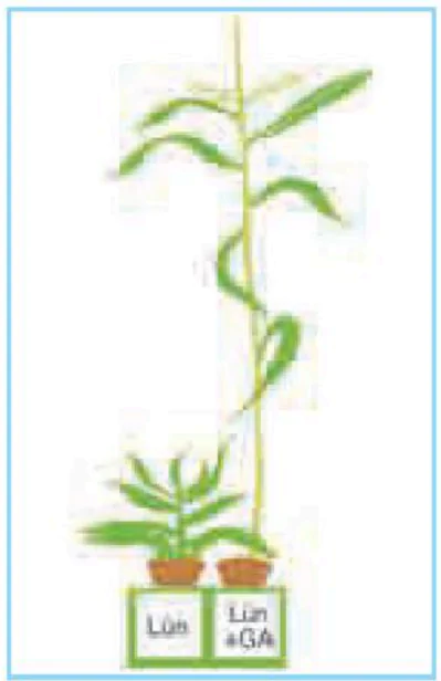 hinh-anh-bai-35-hoocmon-thuc-vat-3455-1