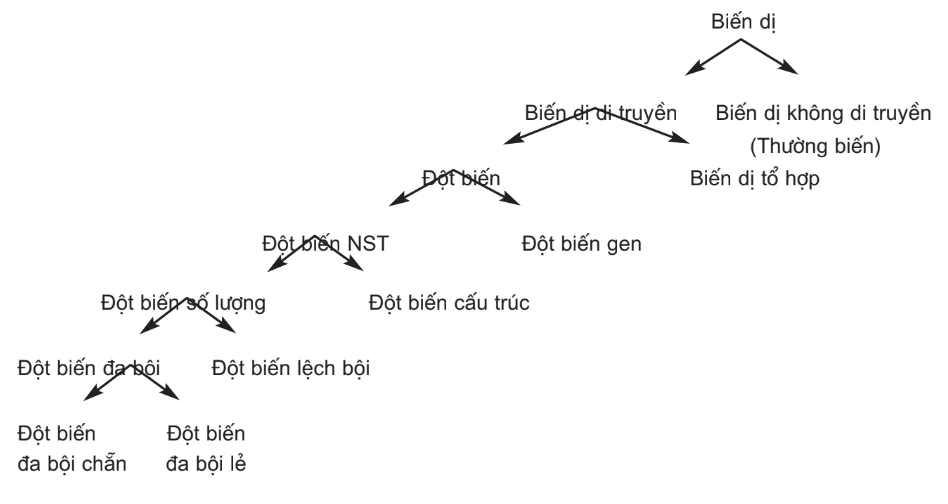 hinh-anh-bai-23-on-tap-phan-di-truyen-hoc-3137-0