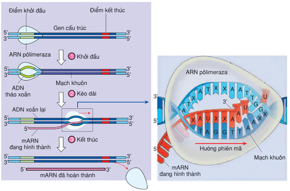 hinh-anh-bai-2-phien-ma-va-dich-ma-3150-0