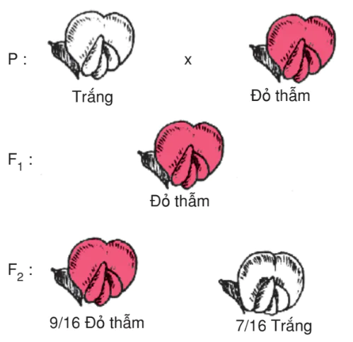 hinh-anh-bai-13-su-tac-dong-cua-nhieu-gen-va-tinh-da-hieu-cua-gen-3161-0