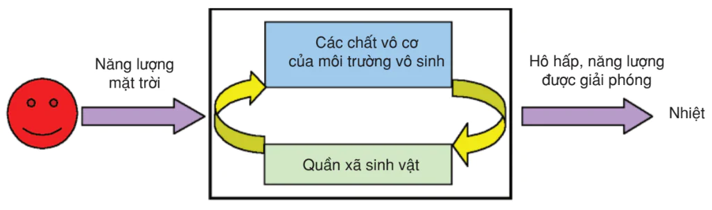 hinh-anh-bai-61-cac-chu-trinh-sinh-dia-hoa-trong-he-sinh-thai-3209-0