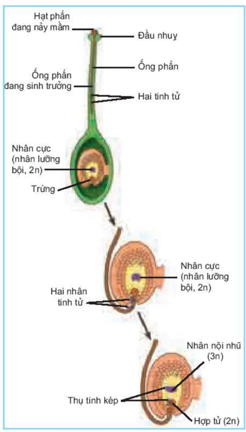 hinh-anh-bai-42-sinh-san-huu-tinh-o-thuc-vat-3512-1