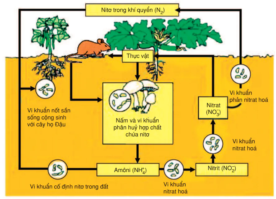 hinh-anh-bai-61-cac-chu-trinh-sinh-dia-hoa-trong-he-sinh-thai-3209-3