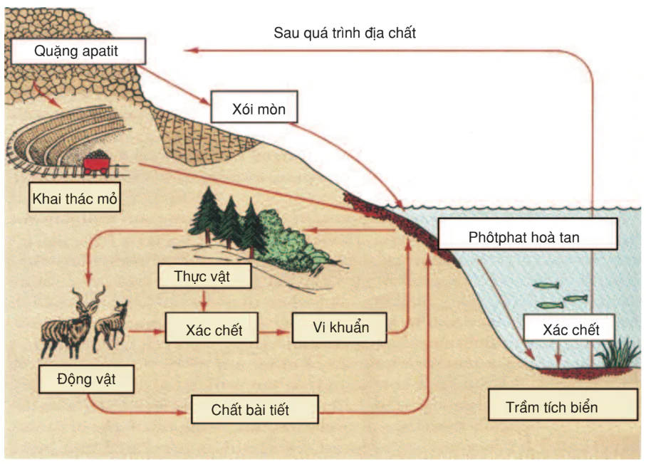 hinh-anh-bai-61-cac-chu-trinh-sinh-dia-hoa-trong-he-sinh-thai-3209-5