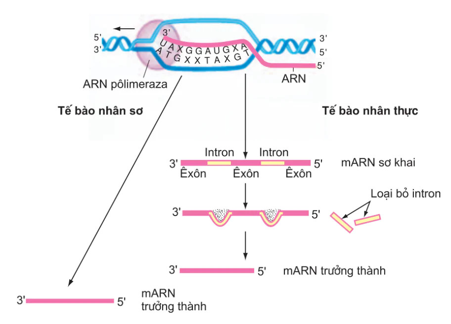 hinh-anh-bai-2-phien-ma-va-dich-ma-3116-1