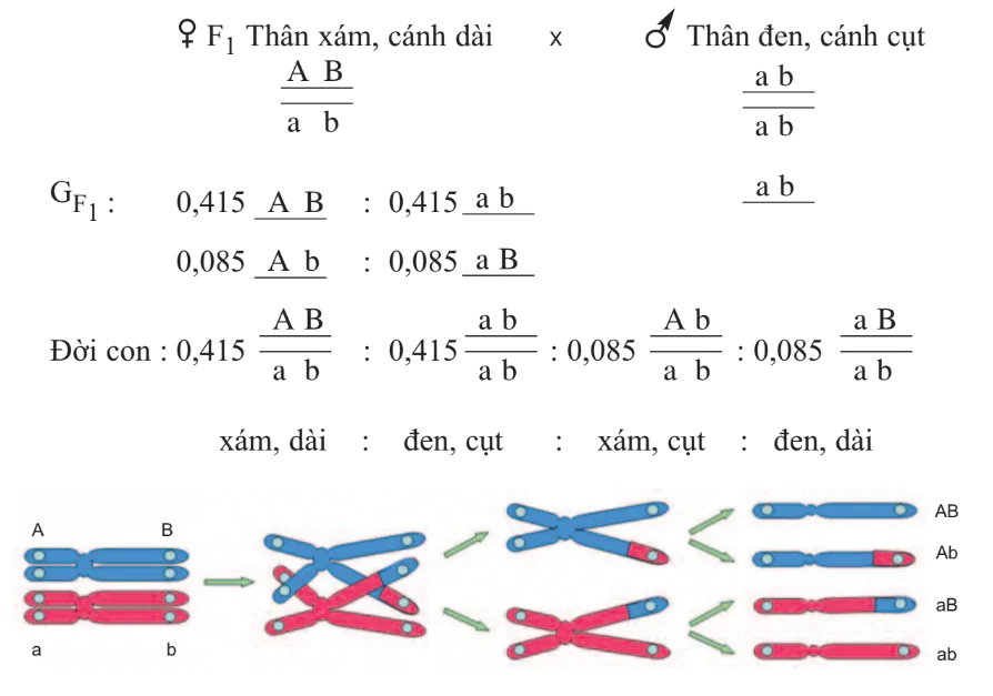 hinh-anh-bai-11-lien-ket-gen-va-hoan-vi-gen-3125-1