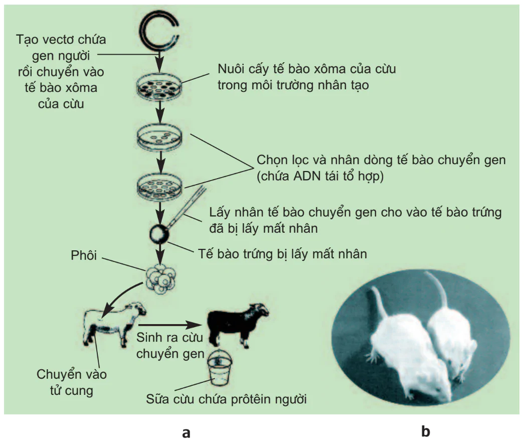 hinh-anh-bai-20-tao-giong-nho-cong-nghe-gen-3134-0