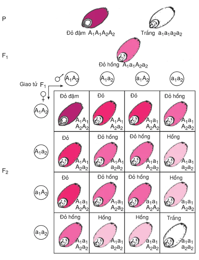 hinh-anh-bai-13-su-tac-dong-cua-nhieu-gen-va-tinh-da-hieu-cua-gen-3161-1