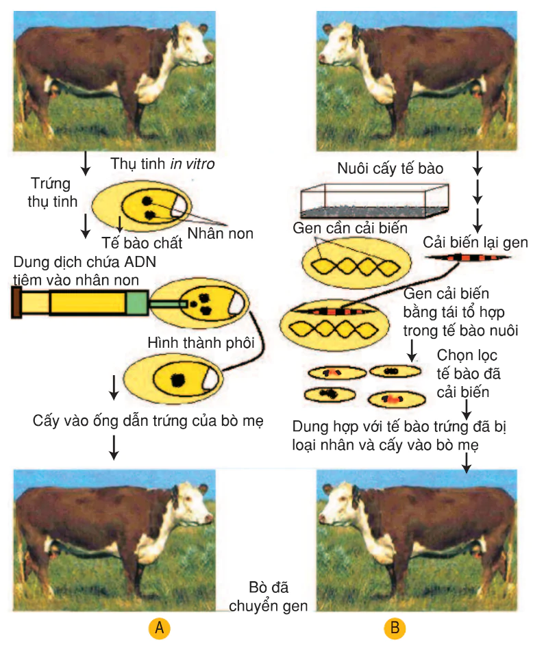 hinh-anh-bai-26-tao-giong-bang-cong-nghe-gen-tiep-theo-3174-4