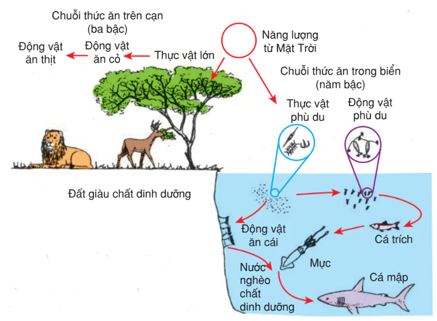 hinh-anh-bai-62-dong-nang-luong-trong-he-sinh-thai-3210-3