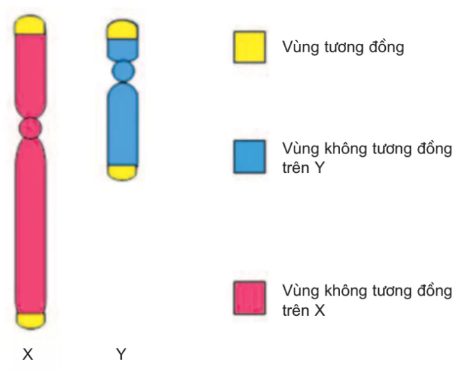hinh-anh-bai-12-di-truyen-lien-ket-voi-gioi-tinh-va-di-truyen-ngoai-nhan-3126-0