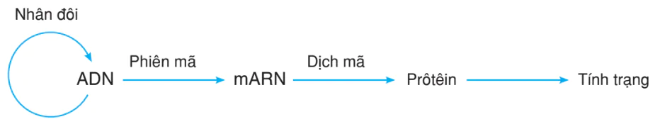 hinh-anh-bai-2-phien-ma-va-dich-ma-3150-2