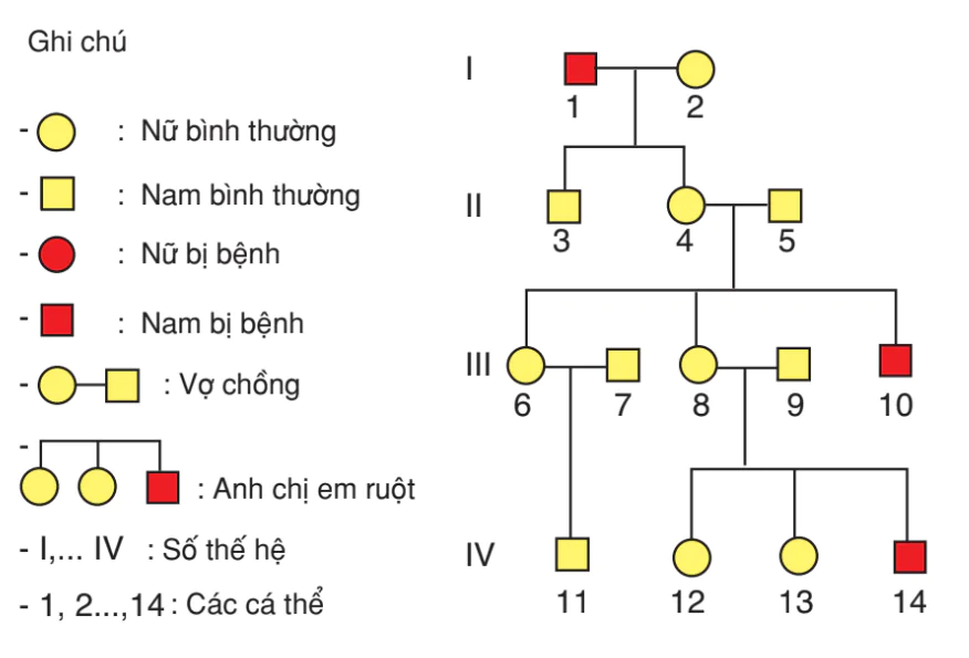 hinh-anh-bai-27-phuong-phap-nghien-cuu-di-truyen-nguoi-3175-0