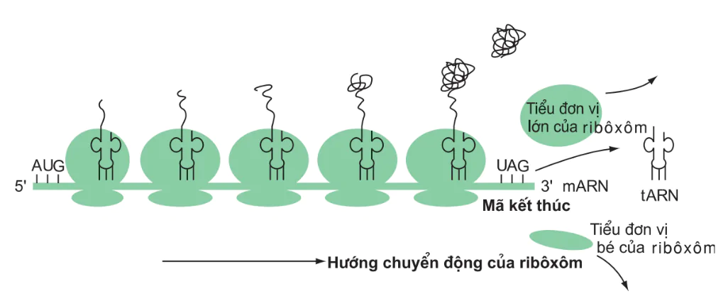 hinh-anh-bai-2-phien-ma-va-dich-ma-3116-3