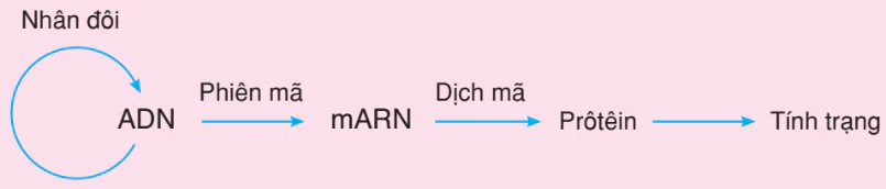 hinh-anh-bai-2-phien-ma-va-dich-ma-3150-3